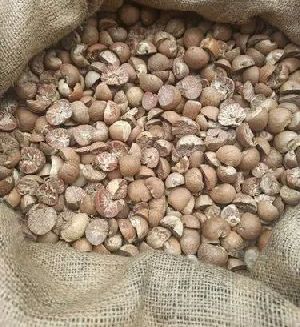 Betel Nuts