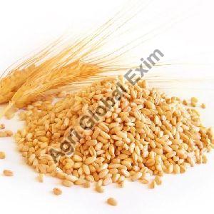 Wheat Grains