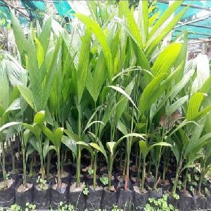 Arecanut Plant