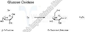 Glucose Oxidase