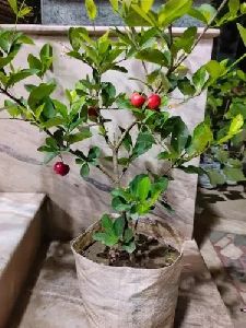 Barbados Cherry Plant