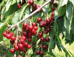 Cherry Fruit Plant