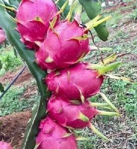 dragon fruit plant