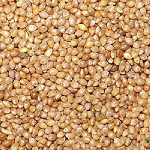 Barnyard Millet Seeds