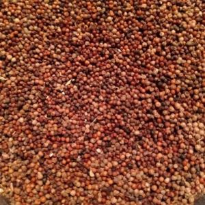 Finger Millet Seeds