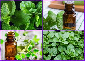 Mentha Citrata Oil