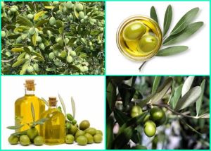 Olive Oil