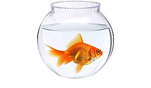 glass fish bowl