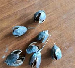 Dried Bakuli Blue Pods
