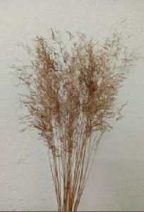 Dried Munni Grass