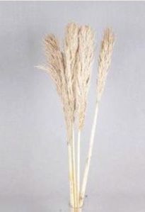 Dried Natural Pampas Grass