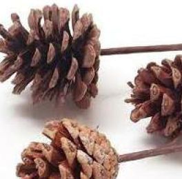Dried Pine Flower with Stick