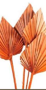 Orange Palm Spear