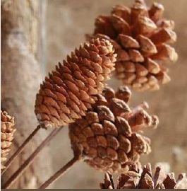 Pine Cones Dried Flowers with Stick