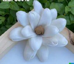 Sola Sarega Flower