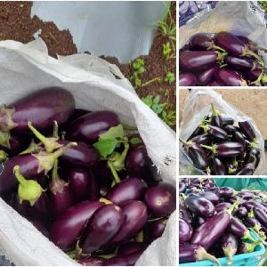 Brinjal