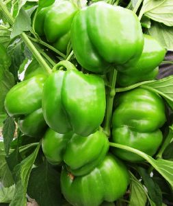 Green Capsicum