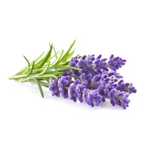 Lavender Essential Oil