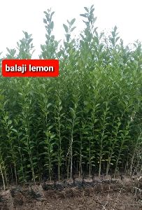 Balaji Lemon Plant