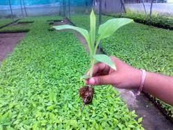 Banana Tissue Cultured Plants