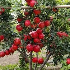 Green Pomegranate Plant