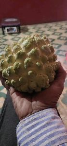 Supar Goldan Custard Apple plant