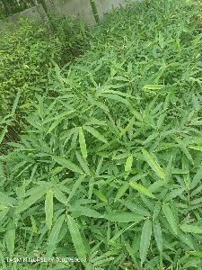 Beema Bamboo Plant