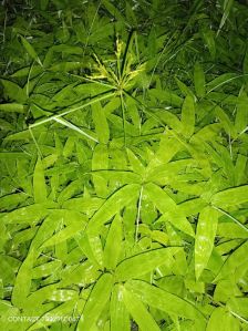 Dendrocalamus Asper Bamboo Plant