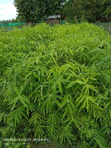 Hamilton Bamboo Plant