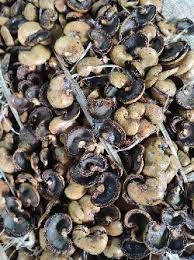cashew nut shell wastes
