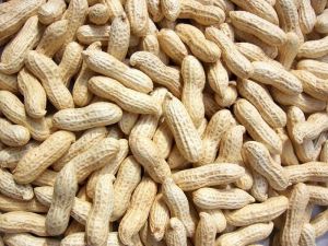 Groundnut