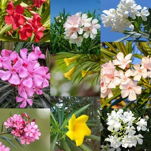 Arali flower (Nerum Oleander)