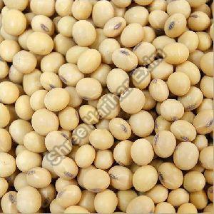 soya bean