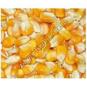 yellow maize