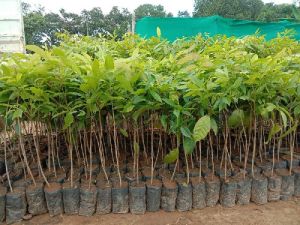 Mahogany Plant with contract farming