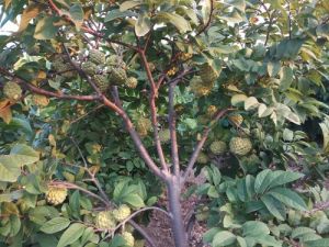 Custard Apple Plant