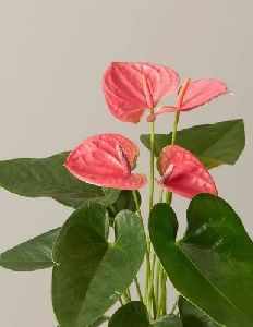 Anthurium Pink Plant