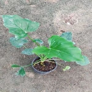 Philodendron Hope Plant