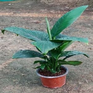 Spathiphyllum Viscount Plant