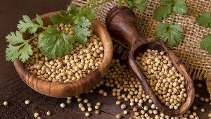 Coriander Seeds