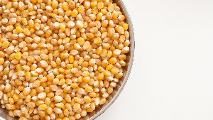Maize