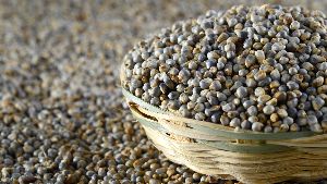 Yashwant Millet Seeds