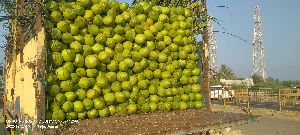 Tender Coconut