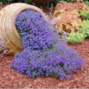 Nature Mayaa Alyssum-Royal blue Carpet Flower Mix 200+seeds