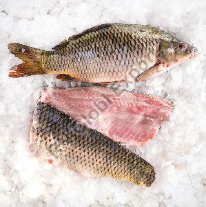 Frozen Common Carp Fish