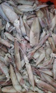 Fresh Narsinga Fish