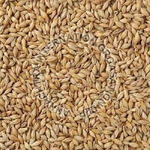 Cattle Feed Barley