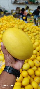 Fresh Canary Melon
