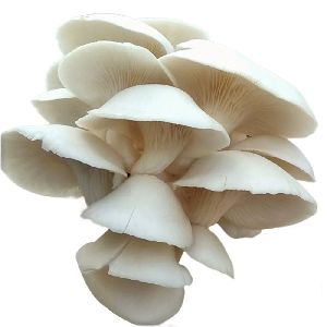 Fresh Oyster Mushroom