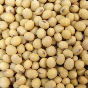 Soybean Seeds